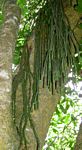 Huperzia dacrydioides