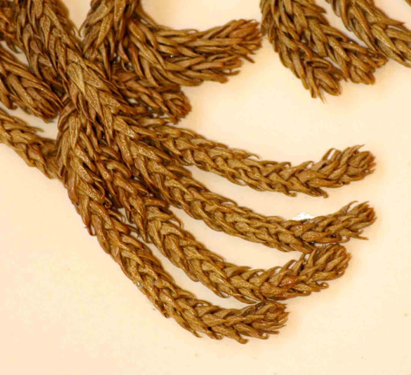 Huperzia gnidioides
