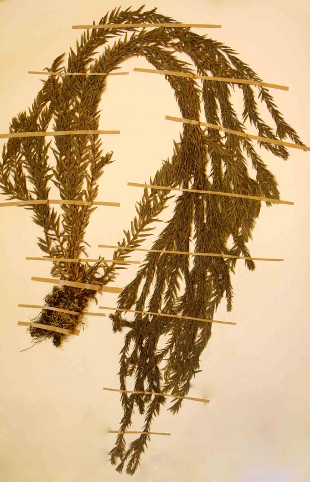 Huperzia ophioglossoides
