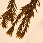 Huperzia ophioglossoides