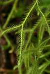 Lycopodium clavatum