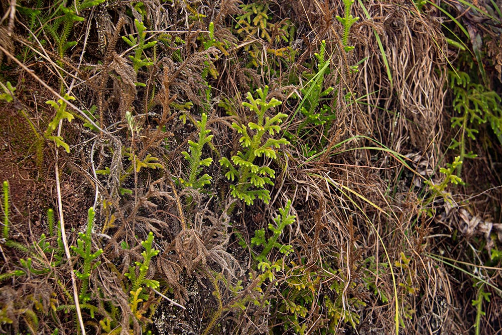 Lycopodiella cernua Lycopodiella cernua