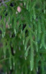 Lycopodiella cernua