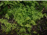 Selaginella goudotiana var. abyssinica