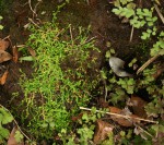 Selaginella mittenii