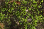 Selaginella mittenii
