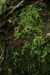 Selaginella mittenii