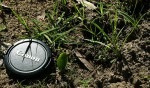 Ophioglossum costatum