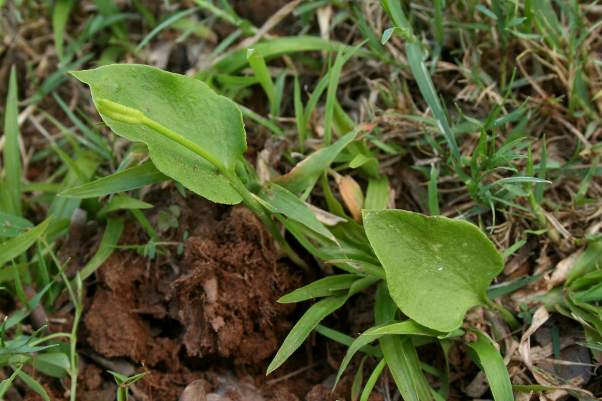 Ophioglossum reticulatum