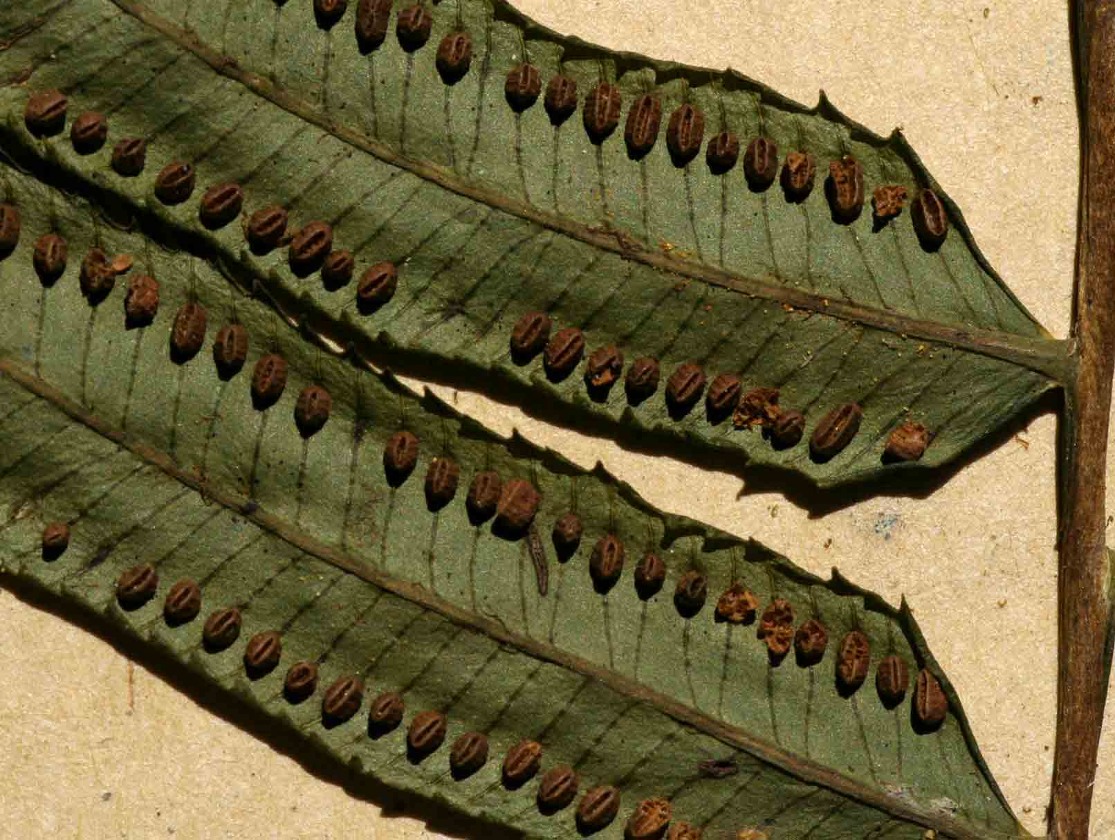 Ptisana salicifolia