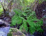 Osmunda regalis