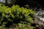 Osmunda regalis