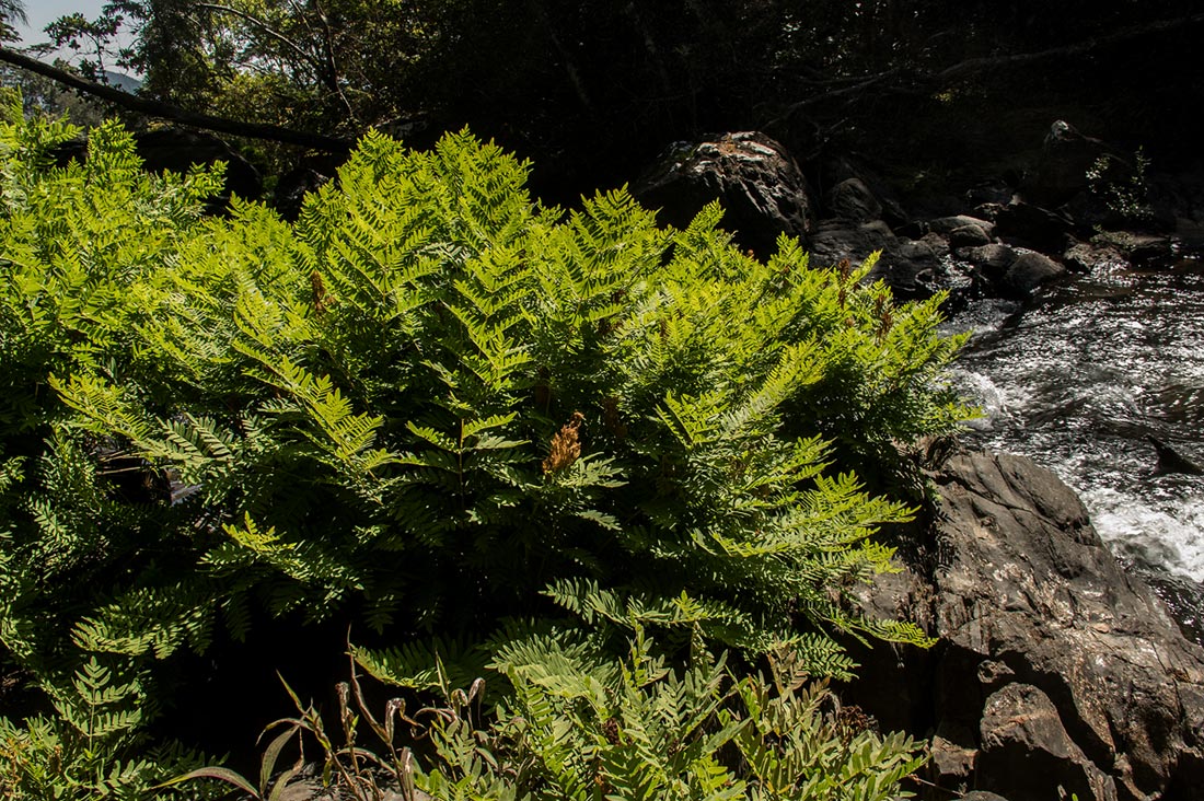 Osmunda regalis