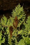 Osmunda regalis