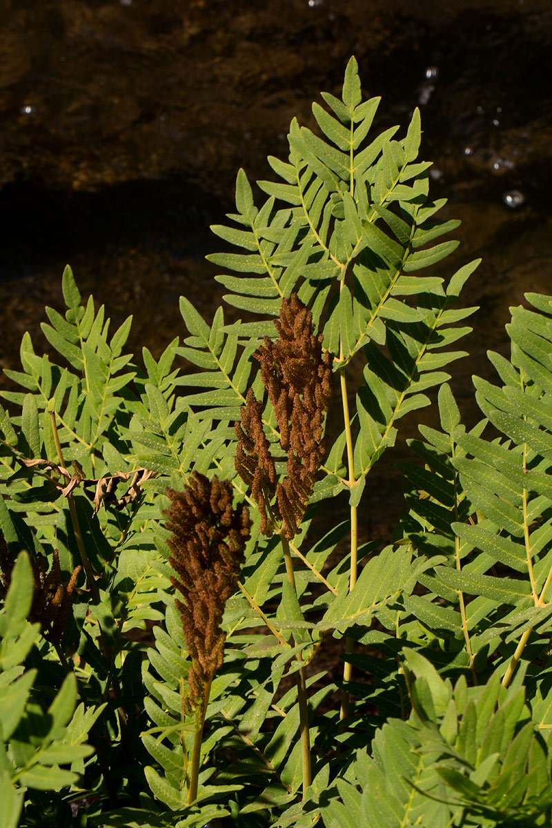 Osmunda regalis