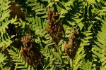 Osmunda regalis
