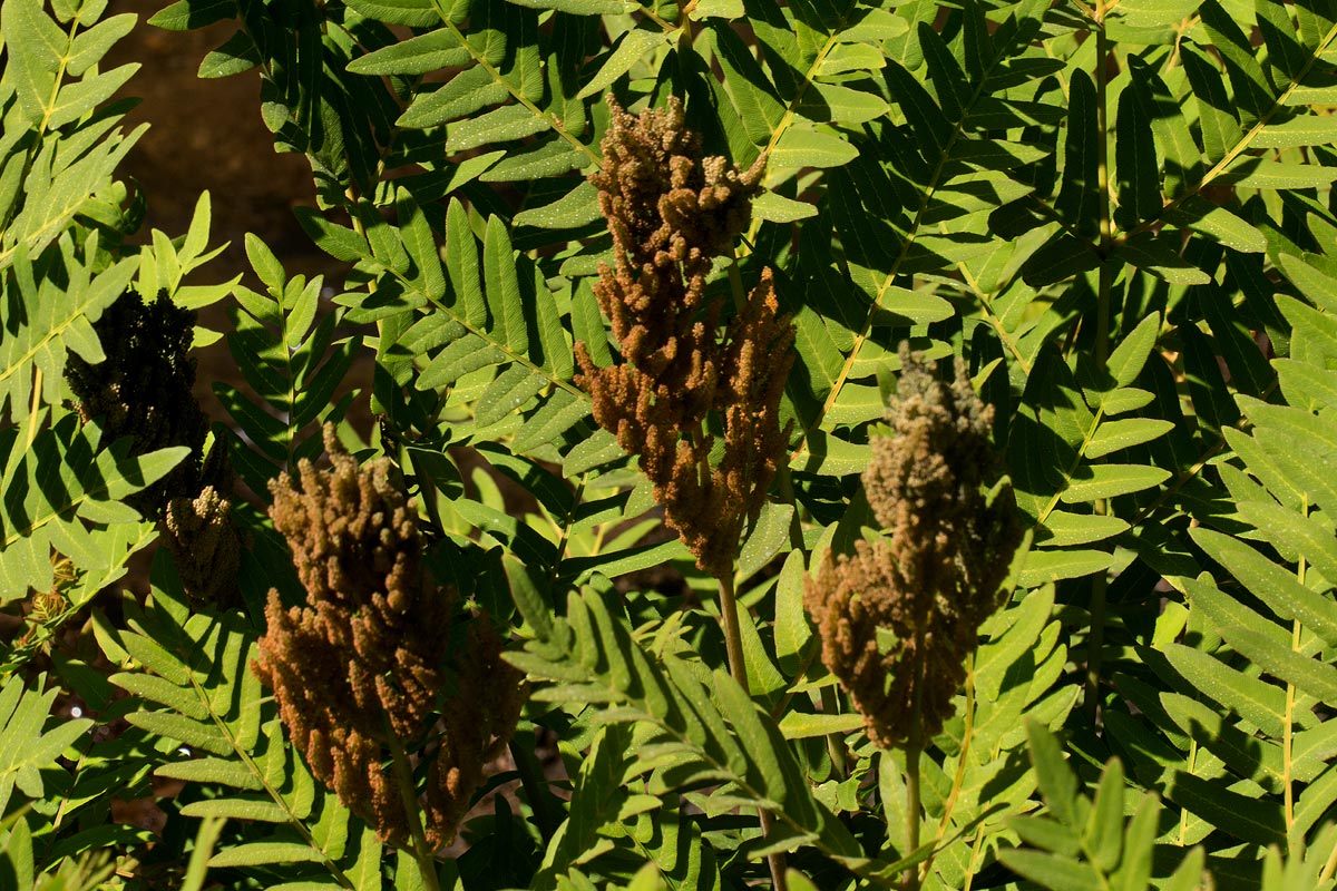 Osmunda regalis