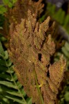 Osmunda regalis
