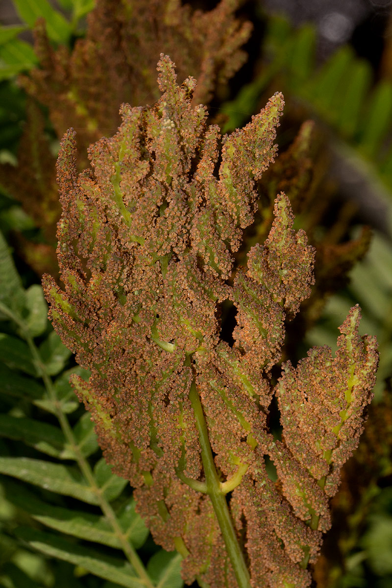 Osmunda regalis
