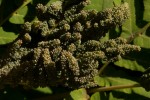 Osmunda regalis