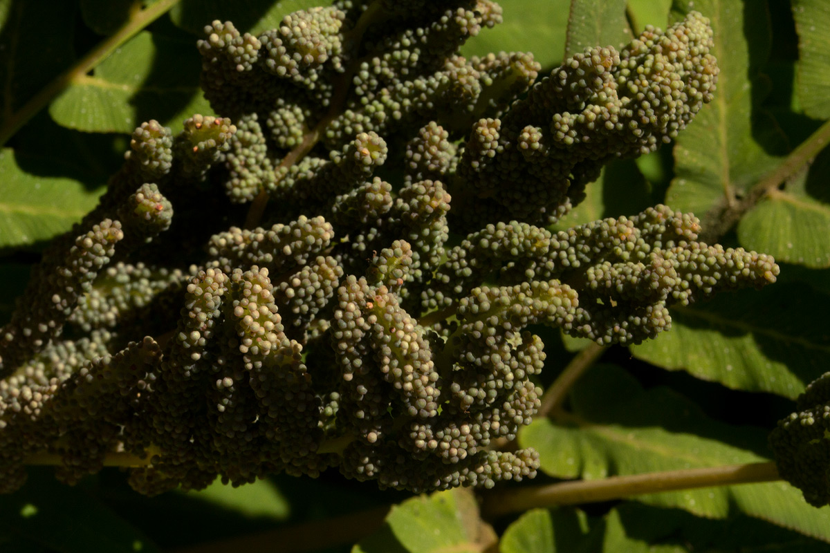 Osmunda regalis