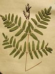 Osmunda regalis