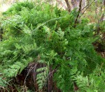 Osmunda regalis