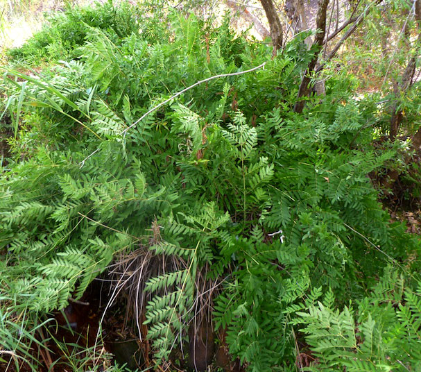 Osmunda regalis