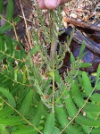 Osmunda regalis