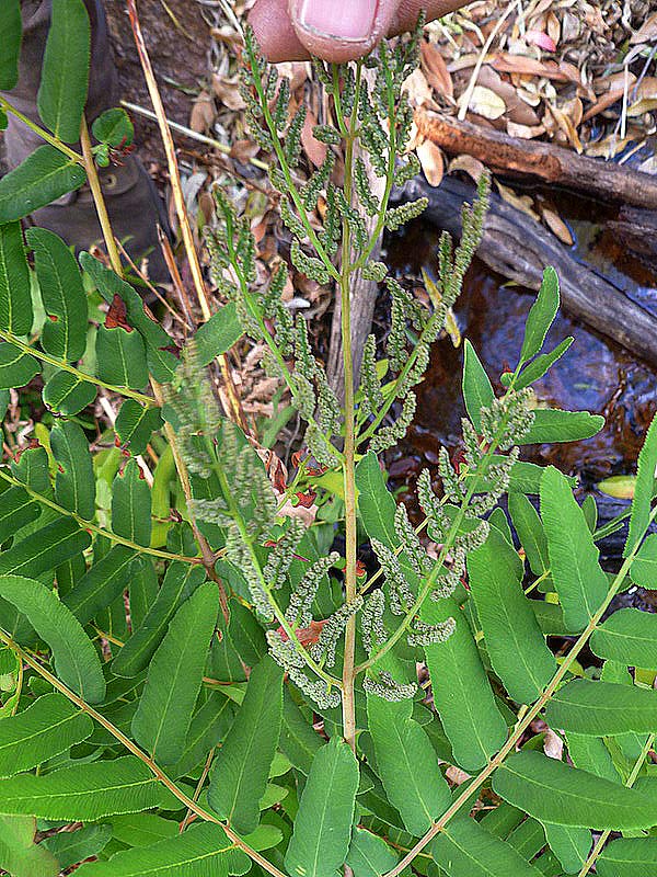 Osmunda regalis