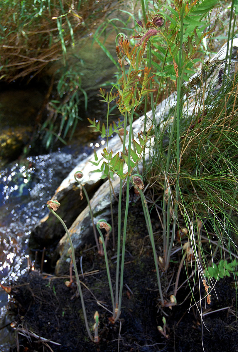 Osmunda regalis
