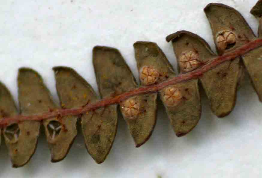Gleichenia polypodioides
