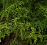 Gleichenia polypodioides