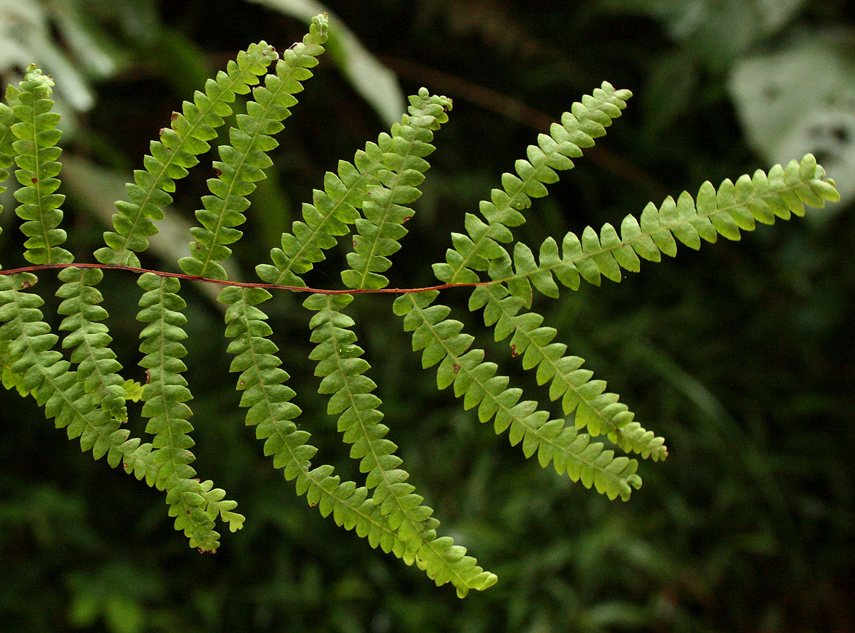 Gleichenia polypodioides