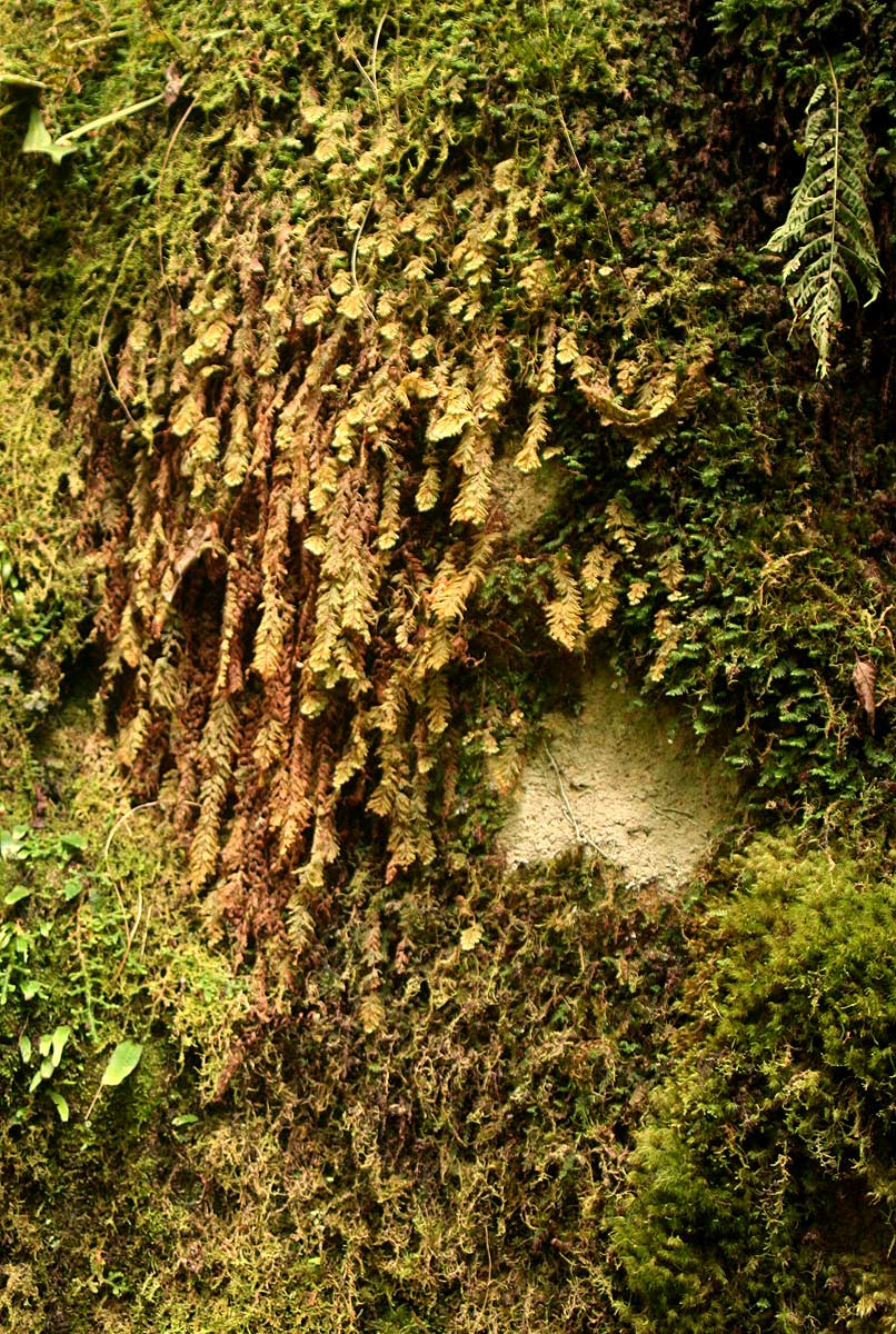 Hymenophyllum capillare