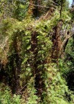 Lygodium kerstenii