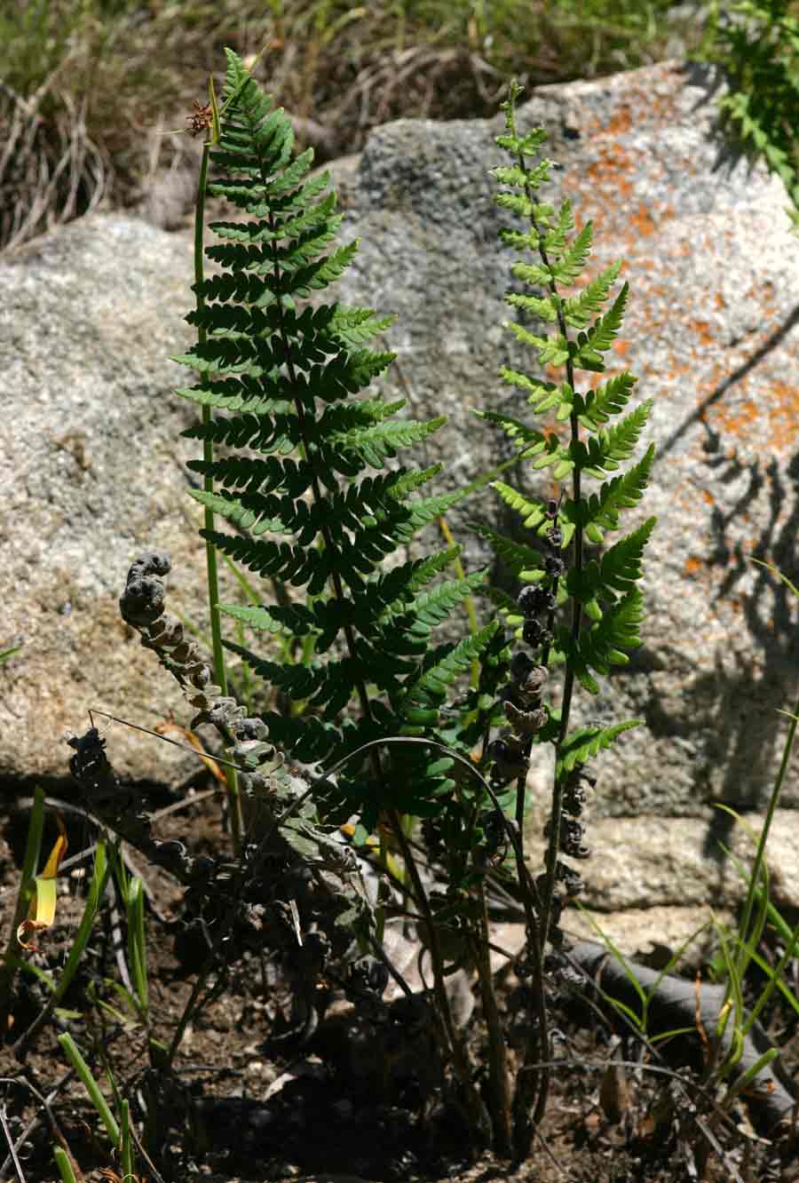 Cheilanthes inaequalis