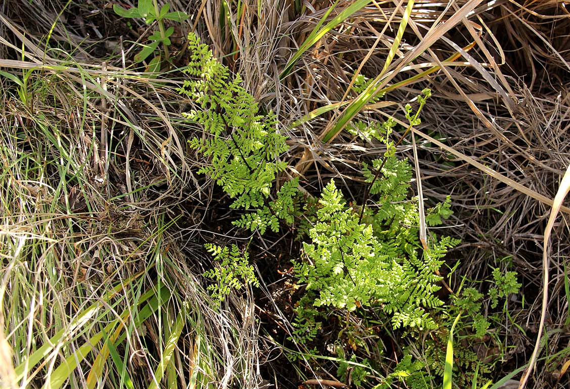 Cheilanthes multifida