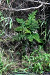 Aleuritopteris farinosa