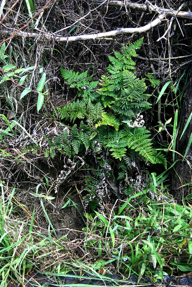 Aleuritopteris farinosa