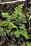 Aleuritopteris farinosa