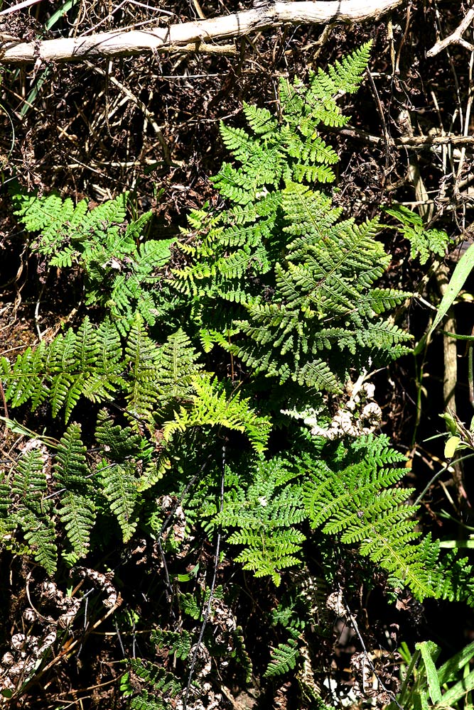 Aleuritopteris farinosa
