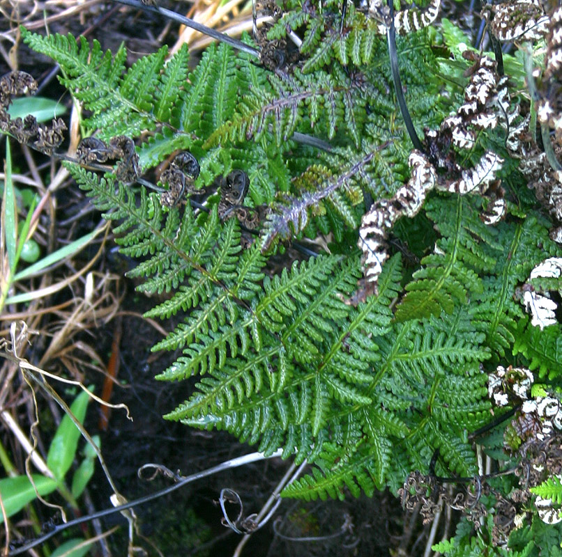 Aleuritopteris farinosa
