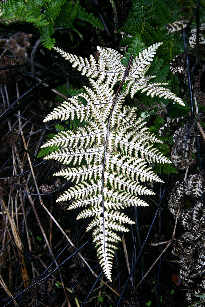 Aleuritopteris farinosa