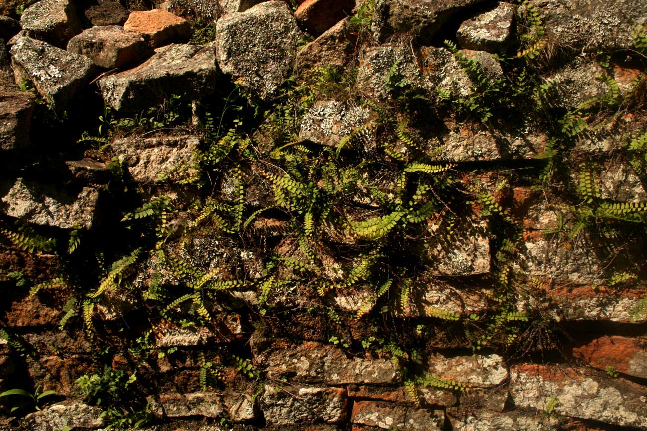 Adiantum incisum