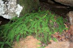 Adiantum incisum