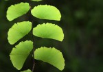 Adiantum lunulatum