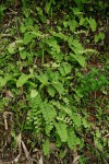 Adiantum lunulatum