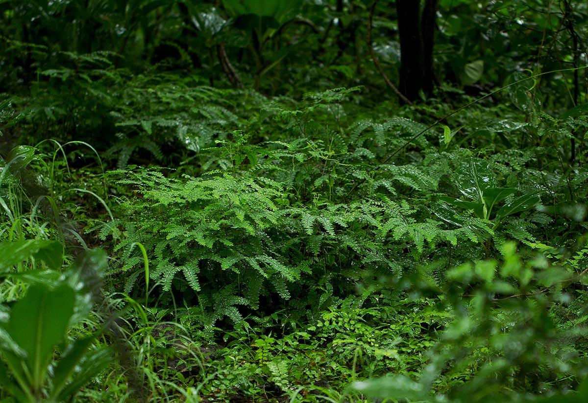 Adiantum patens subsp. oatesii