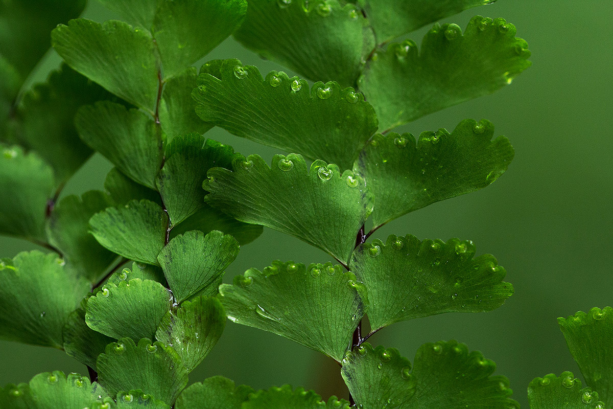 Adiantum patens subsp. oatesii